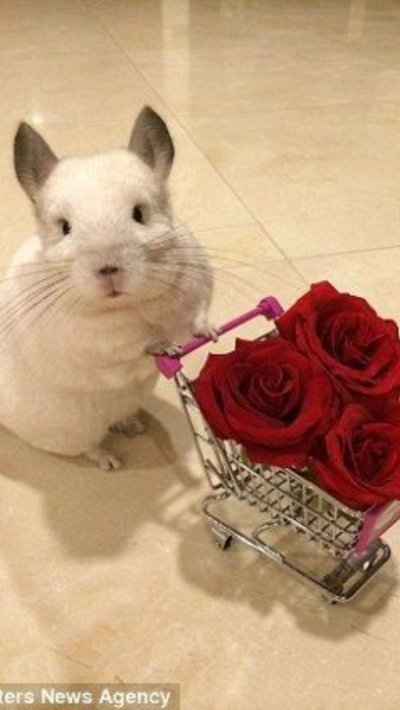 Шиншилла БУБУ