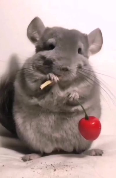 Смешные шиншиллы