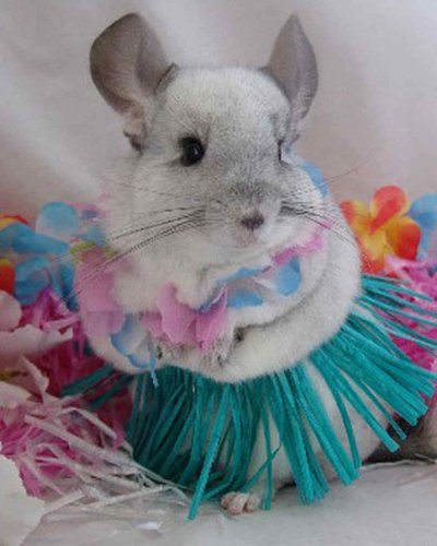 Андская шиншилла