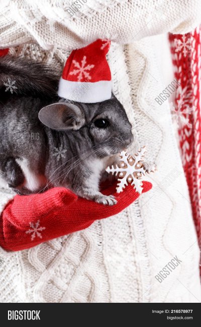 Новогодняя шиншилла