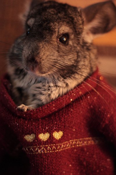 Шиншилла агути