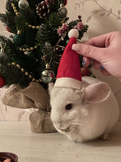 Новогодняя шиншилла