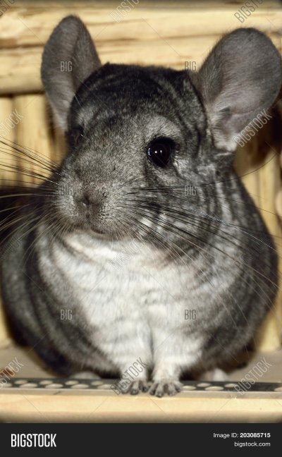 Шиншилла серая