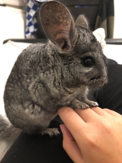 Карликовый рекс кролик