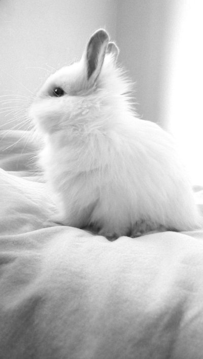 Белый пушистый зайчик
