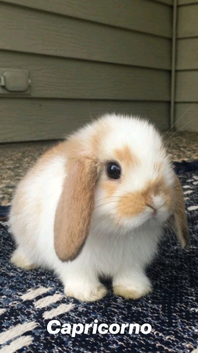 Кролик 9 мая