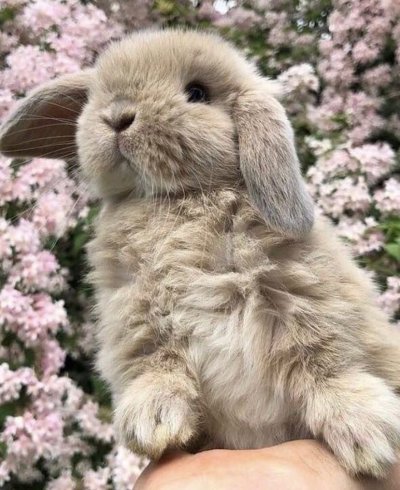 Вислоухий кролик