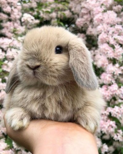 Голландский вислоухий кролик