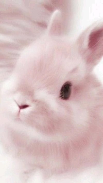 Карликовый кролик Баффи