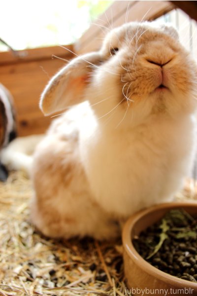 Кролики домашние