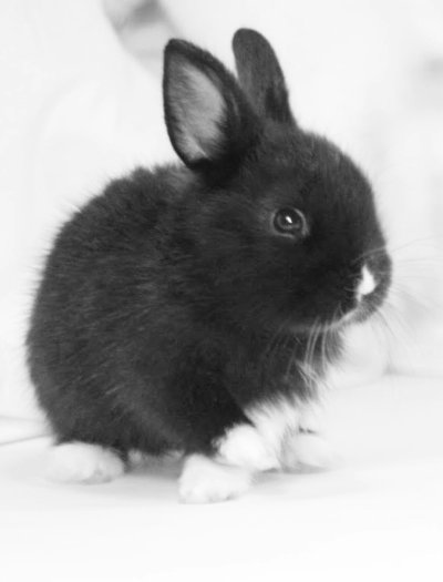Карликовый кролик Пигмей