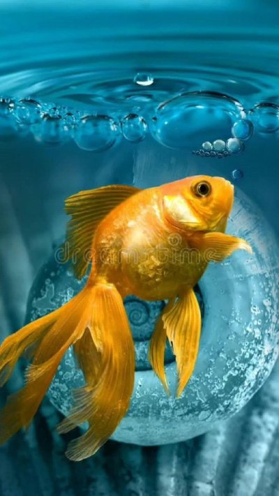 Золотая рыбка