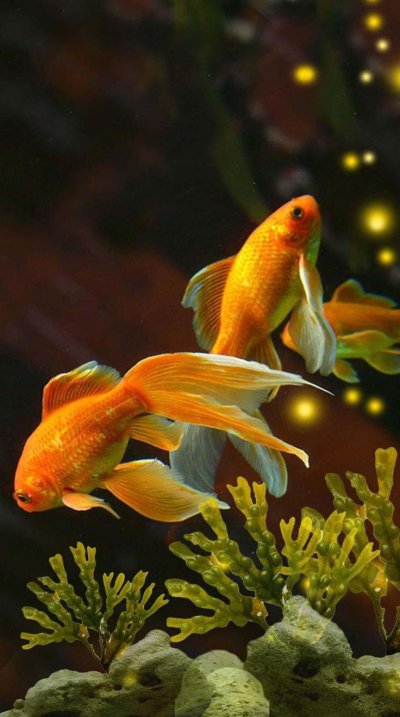 Золотая рыбка исполняет желания