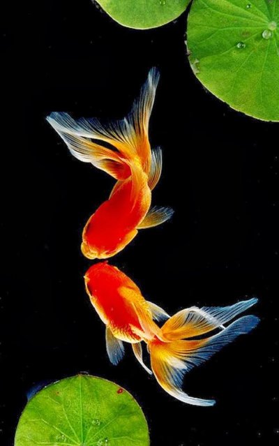 Красивые рыбы