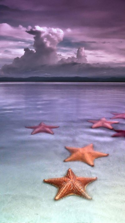Морская звезда