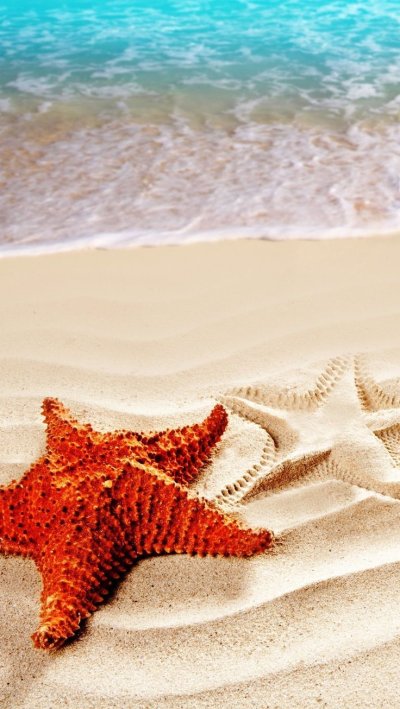 Морская звезда