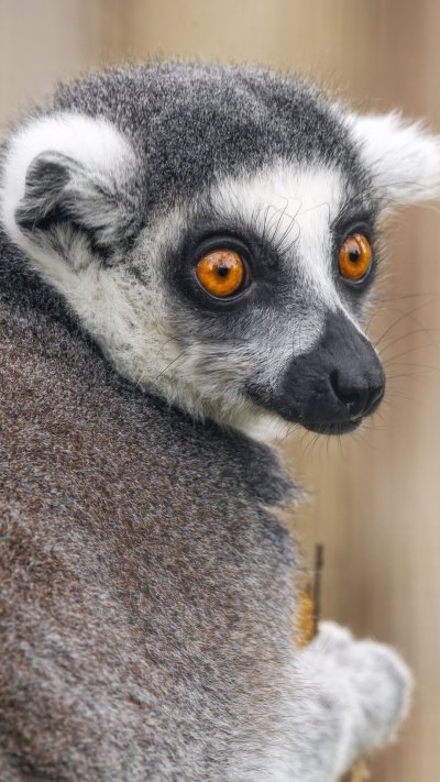 Анфиса животное