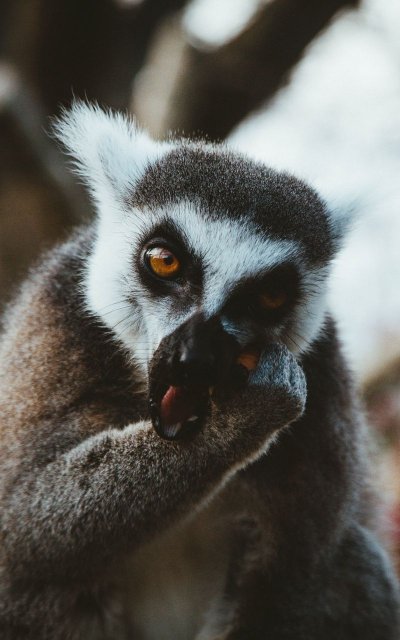 Злой лемур