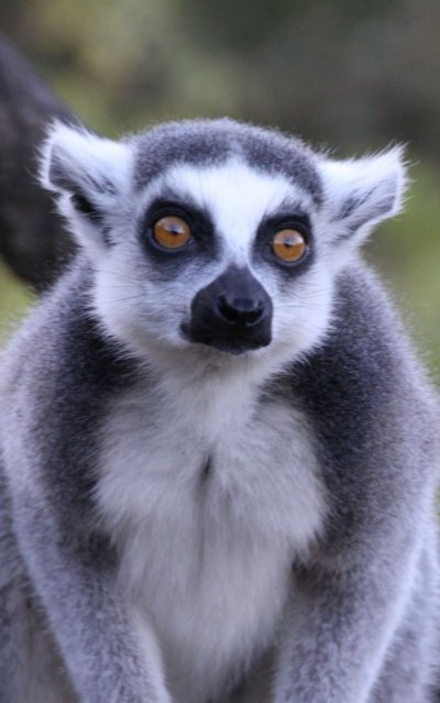 Лемур очковый