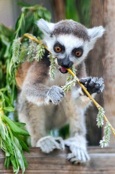 Детеныш галаго