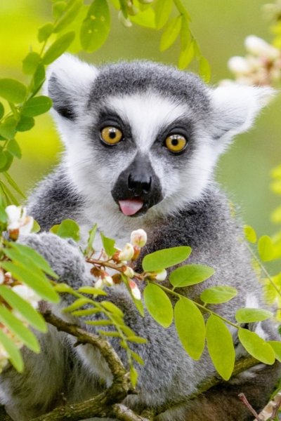 Зверобой 2 лемур