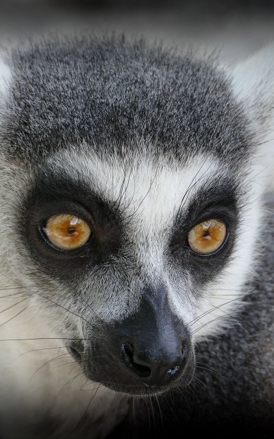 Лемур морда