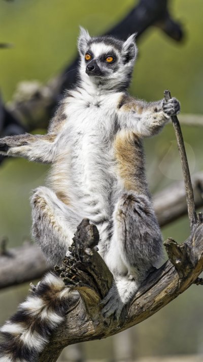 Кошачий лемур