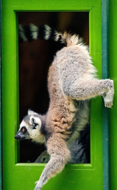 Смешные лемуры