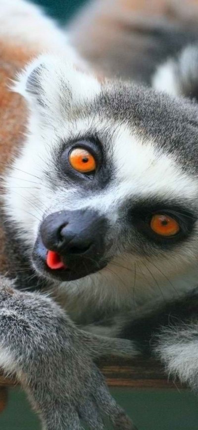 Кошачий лемур