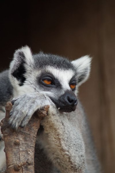 Сонный лемур