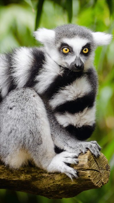 Кошачий лемур