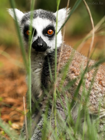 Краснобрюхий лемур
