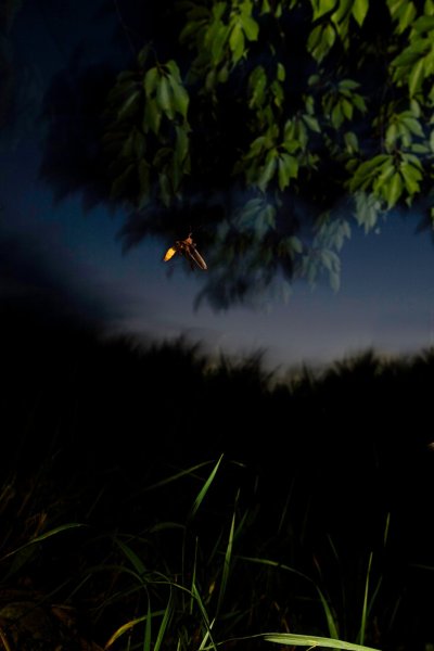 Светящиеся насекомые