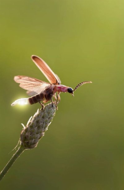 Светлячок Жук