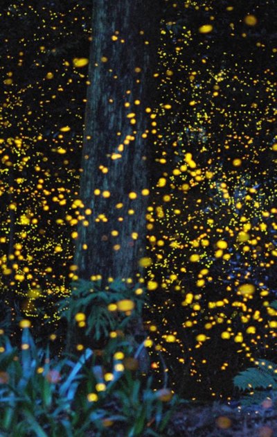 Парк светлячков в Куала Лумпур