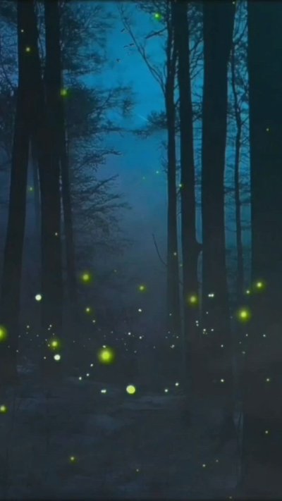 «Ночь в лесу»