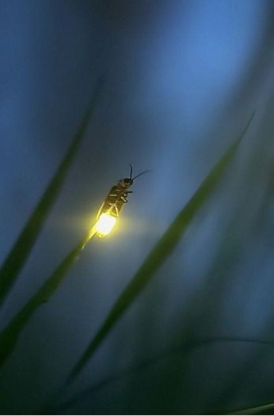 Светлячок Жук