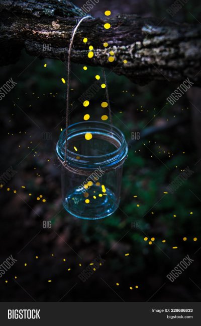 Светлячки на дереве