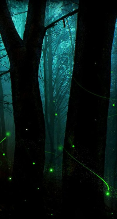 «Ночь в лесу»