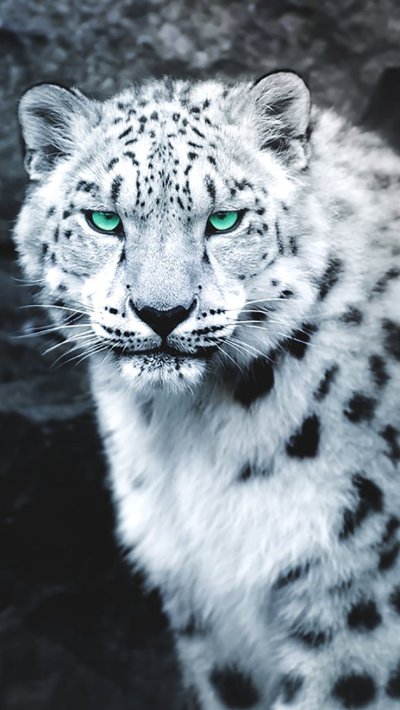 - Снежный Барс (Panthera uncia