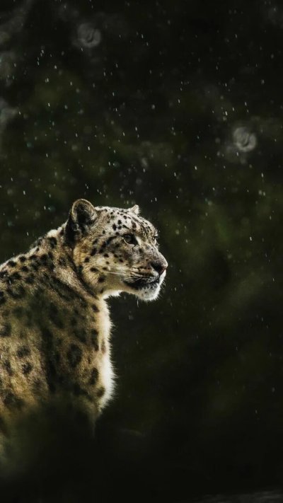 Снежный барс