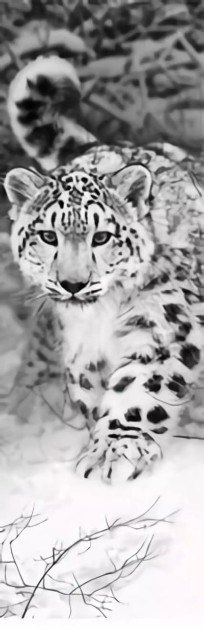 Снежный Барс