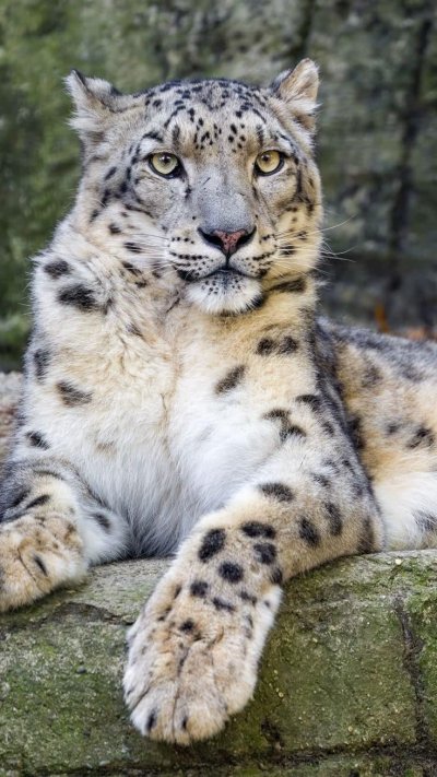 Большие кошки