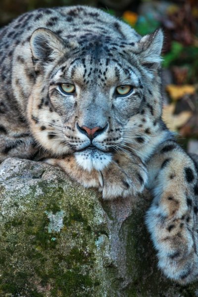 Снежный Барс (Ирбис, снежный леопард)