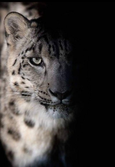 Авторская картина Ирбис