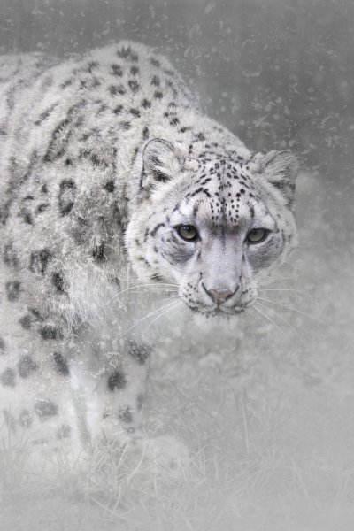 Снежный Барс