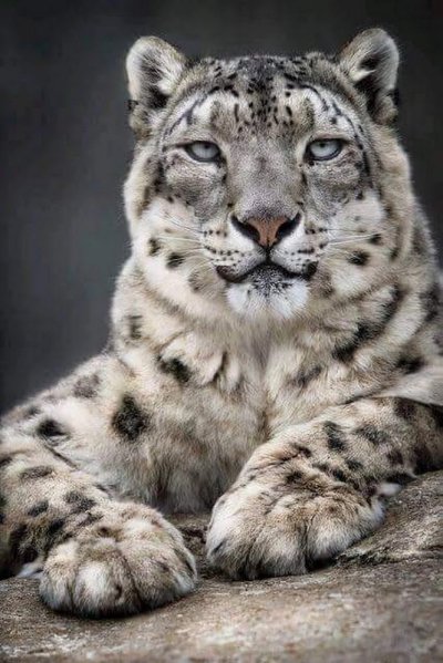 Большие кошки