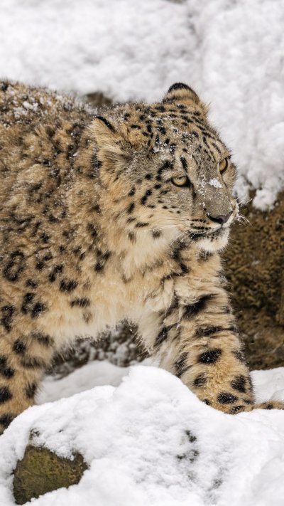 Снежный Барс хищник