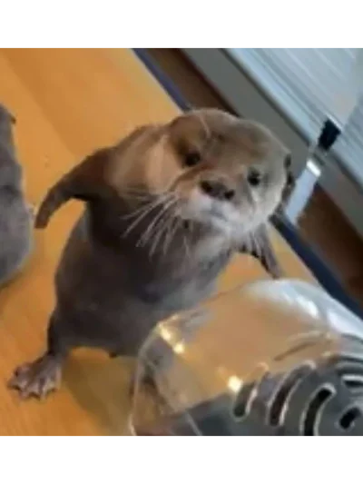 Выдра ворует