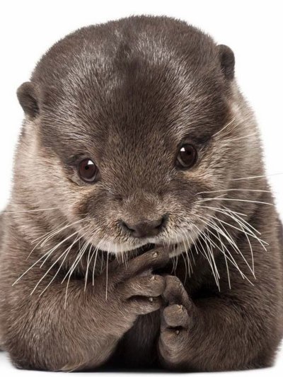 Выдренок Отто